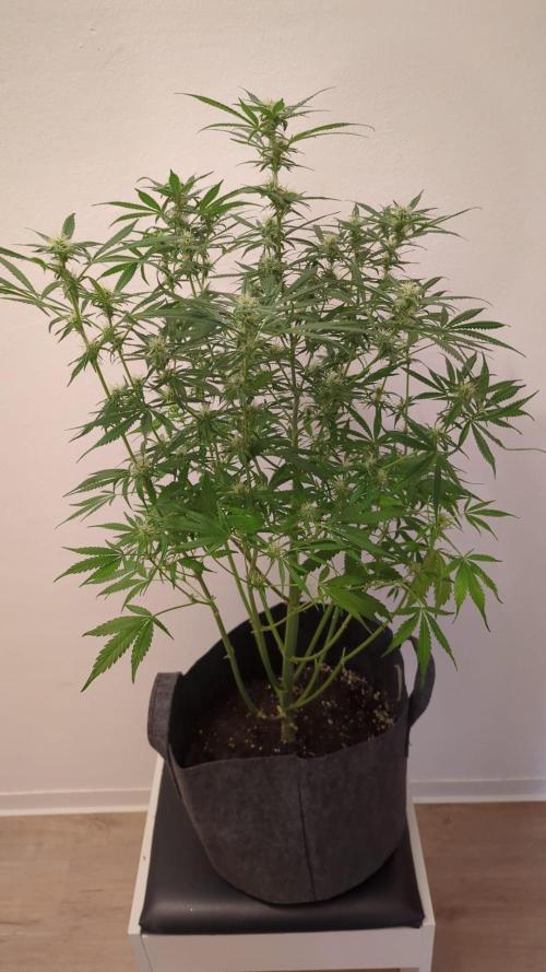 DIVINE SEEDS Auto Fractal. Week 8