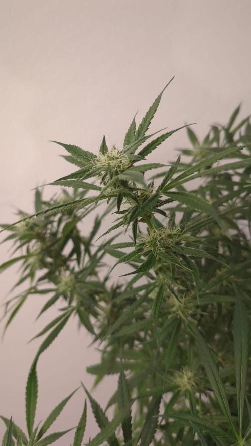 DIVINE SEEDS Auto Fractal. Week 8