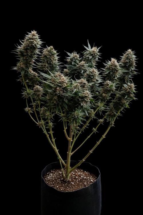 Sweet Mandarine skittlez. Week 16