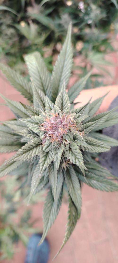 Sweet Mandarine skittlez. Week 16