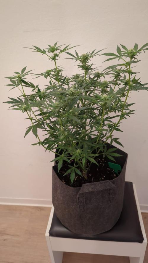 DIVINE SEEDS Auto moon rock. Week 9