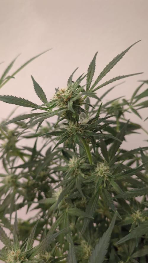 DIVINE SEEDS Auto moon rock. Week 9