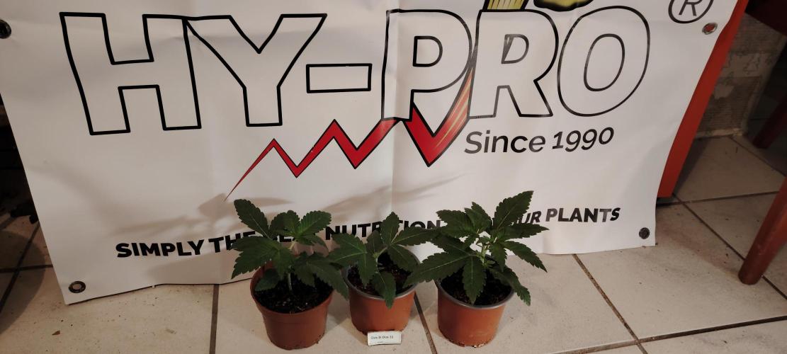 DOS Si DOS 33. Week 3