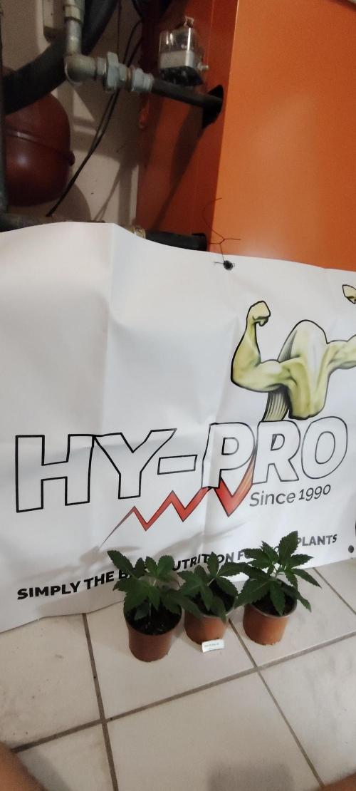 DOS Si DOS 33. Week 3