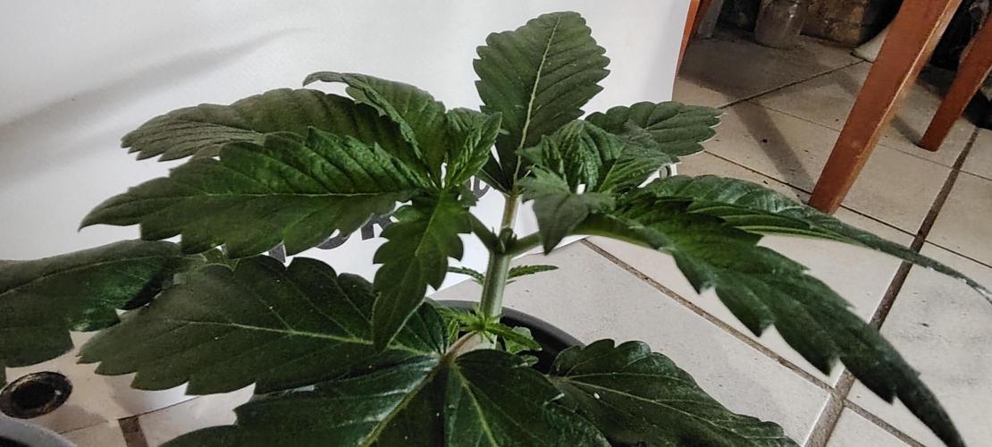 DOS Si DOS 33. Week 3