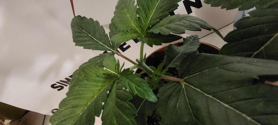 DOS Si DOS 33. Week 3