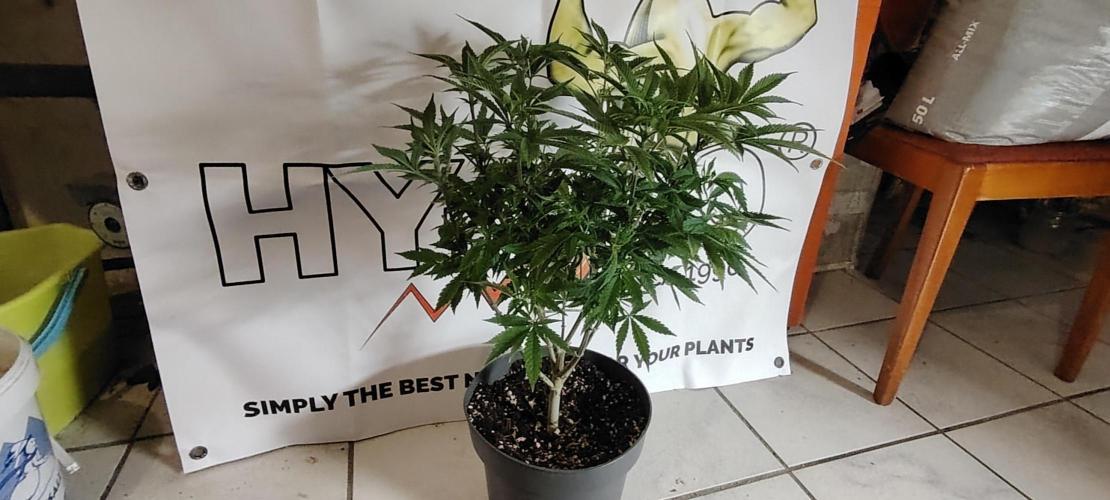 Rainbow Melon *-*. Week 9