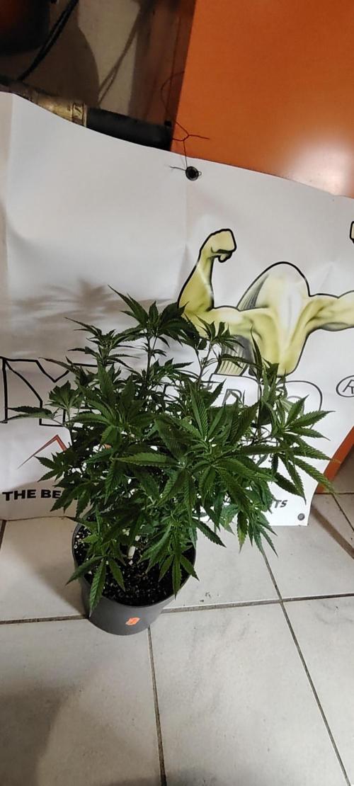 Rainbow Melon *-*. Week 9