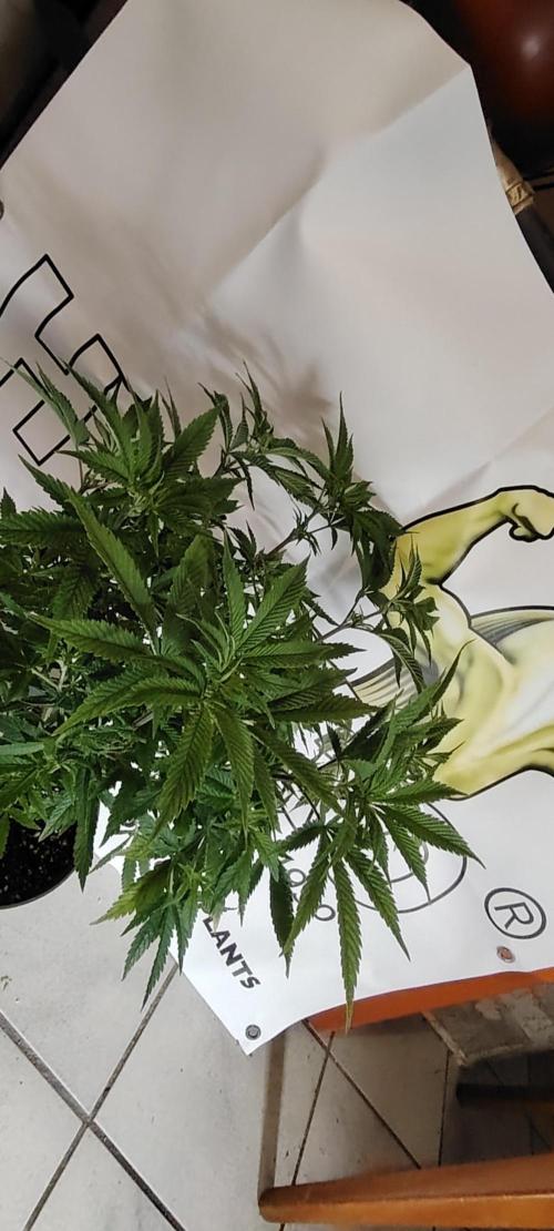 Rainbow Melon *-*. Week 9