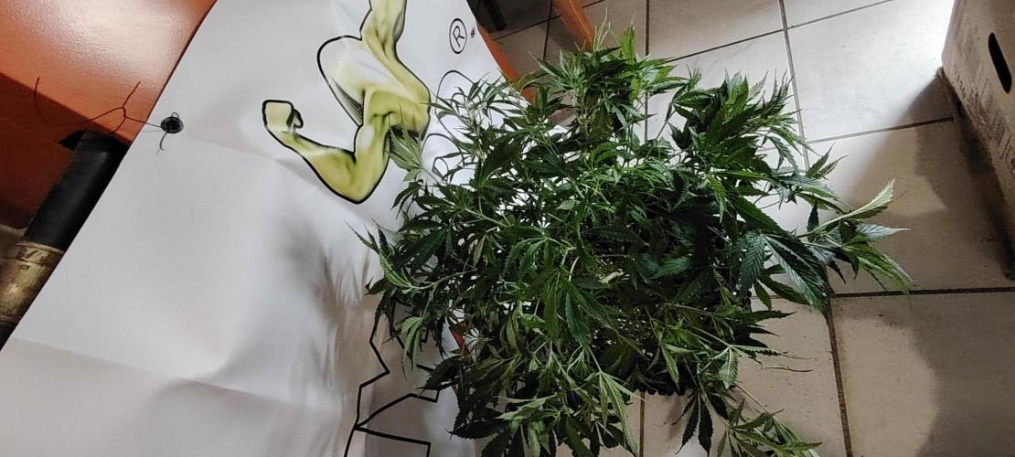 Rainbow Melon *-*. Week 9