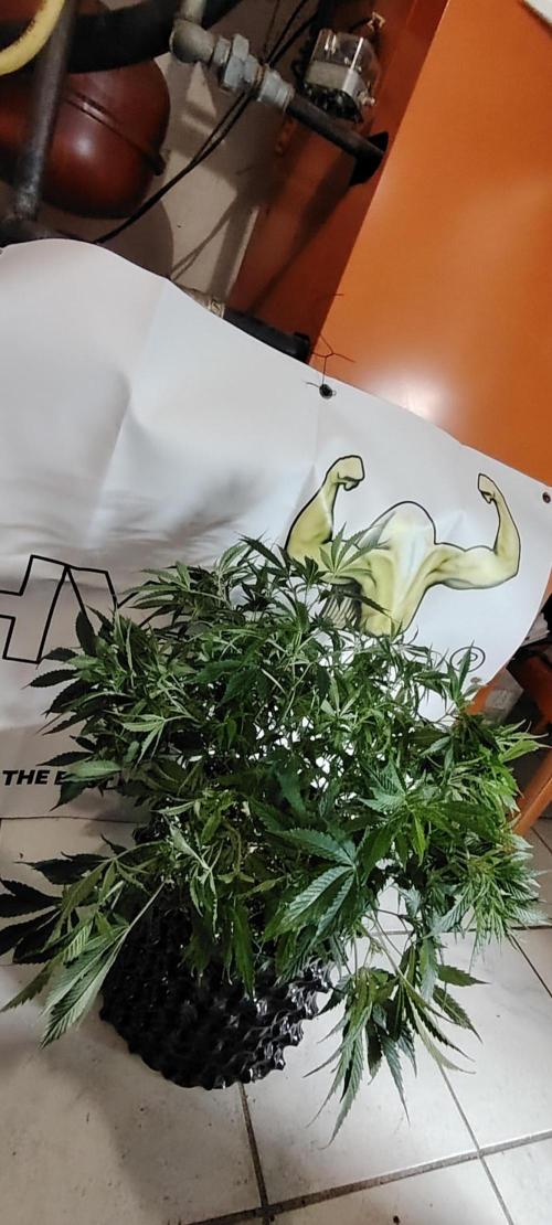 Rainbow Melon *-*. Week 9