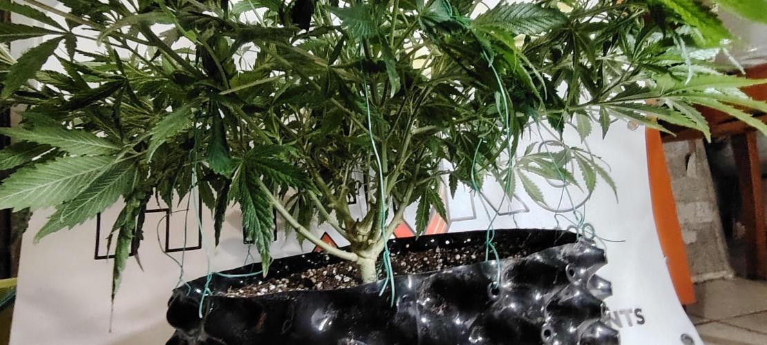 Rainbow Melon *-*. Week 9