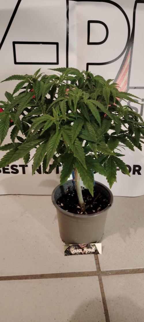 Zamnesia Grease Monkey. Week 7