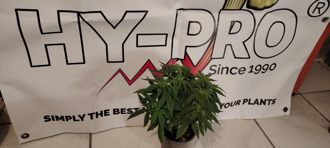 Zamnesia Grease Monkey. Week 7