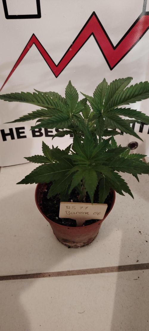 RS 11 X Banana OG. Week 4