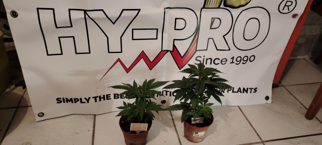 RS 11 X Banana OG. Week 4