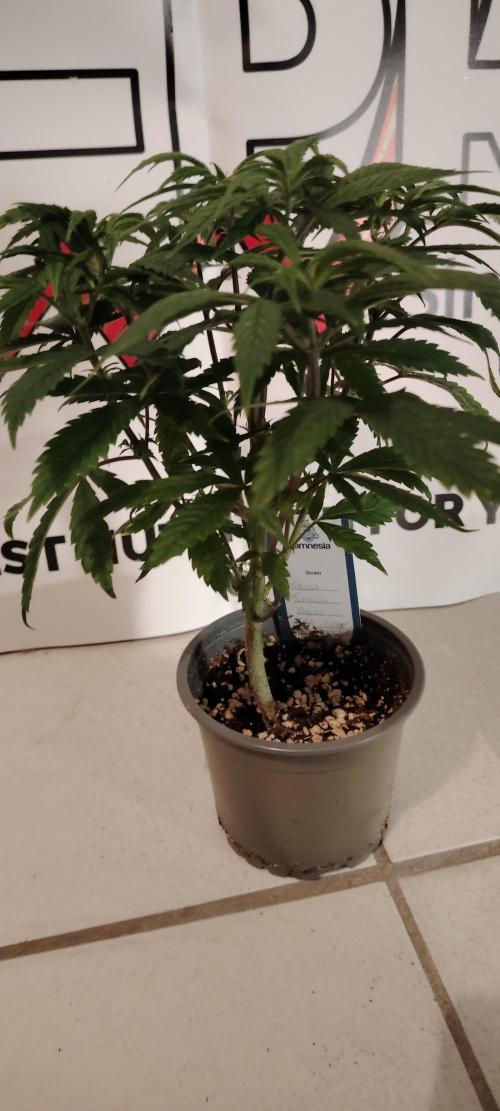 Zamnesia Ghost Train Haze *_*. Week 7