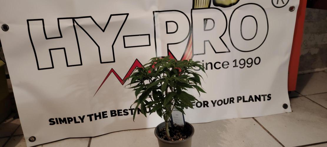 Zamnesia Ghost Train Haze *_*. Week 7