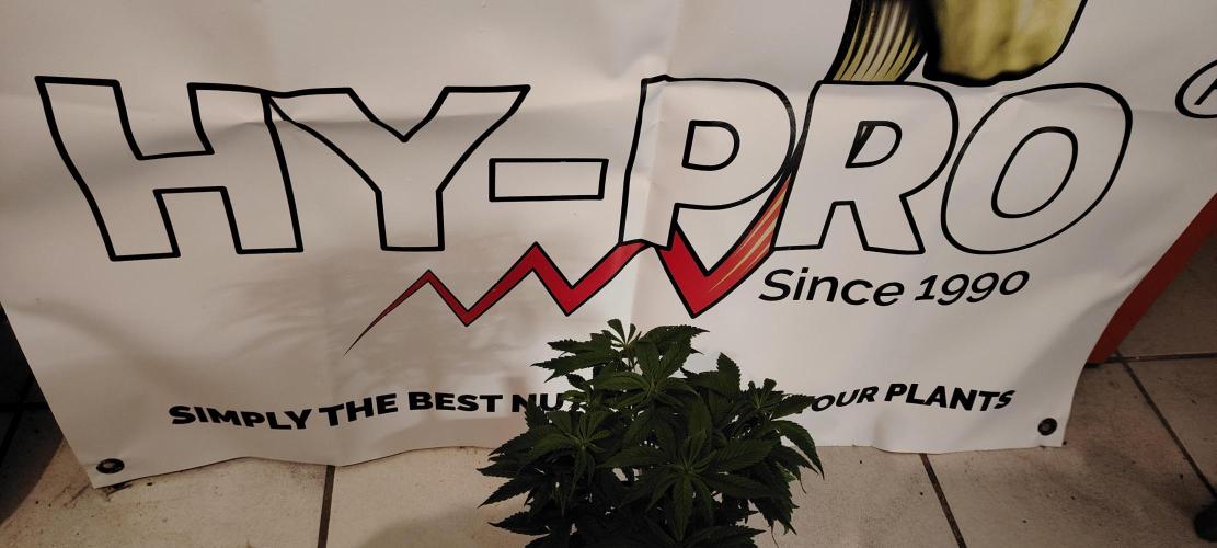 Zamnesia Ghost Train Haze *_*. Week 7