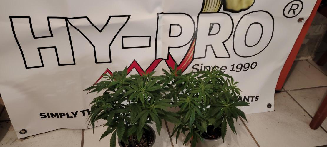 Zamnesia Ghost Train Haze *_*. Week 7