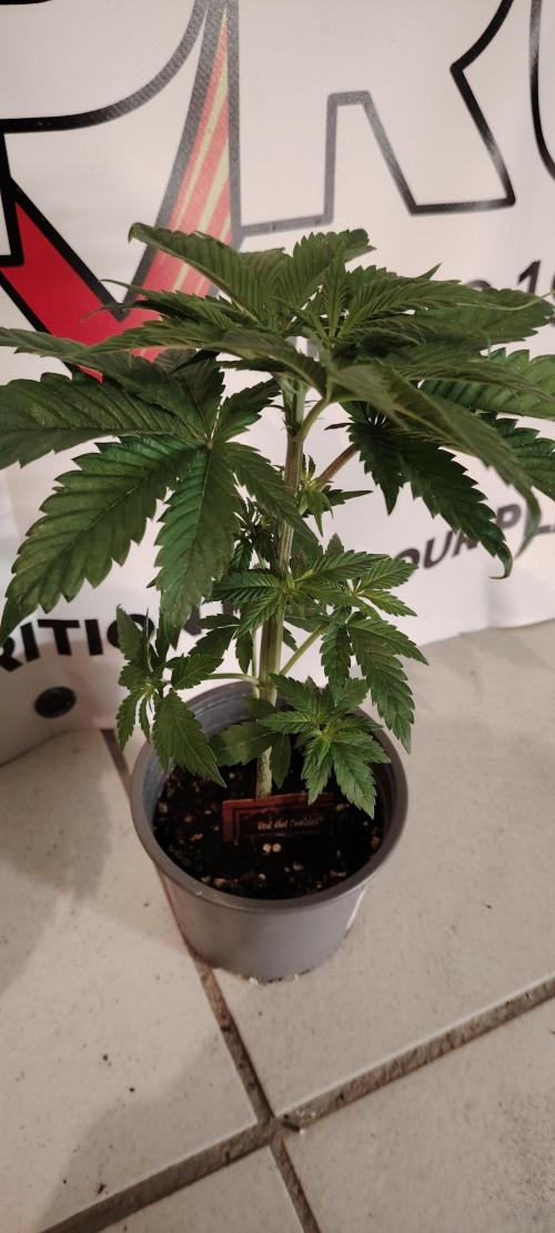 Red Hot Cookies. Week 4