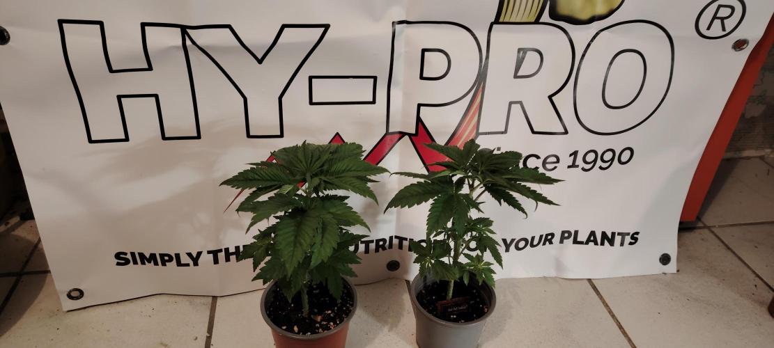 Red Hot Cookies. Week 4