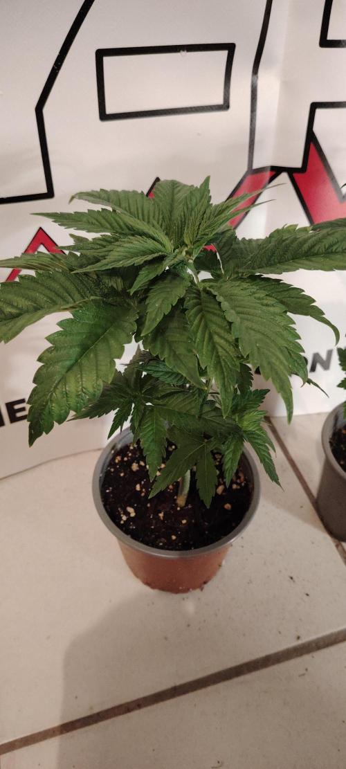 Red Hot Cookies. Week 4