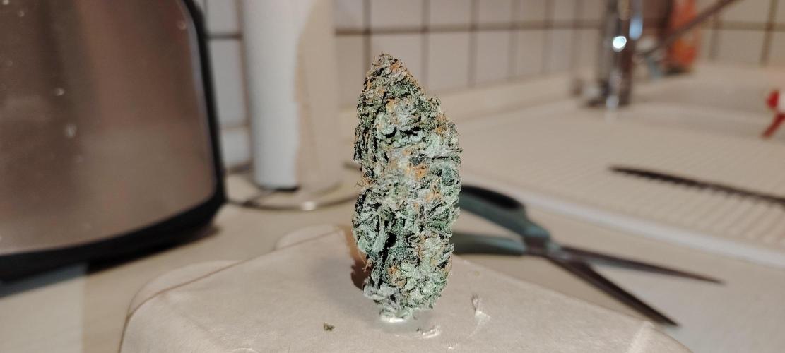 Sweet Mandarine skittlez. Week 16