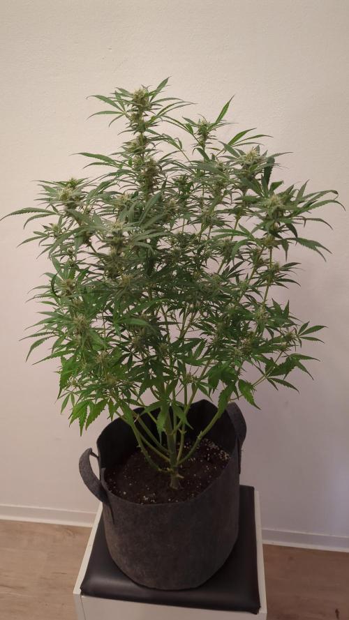 DIVINE SEEDS Auto Fractal. Week 10