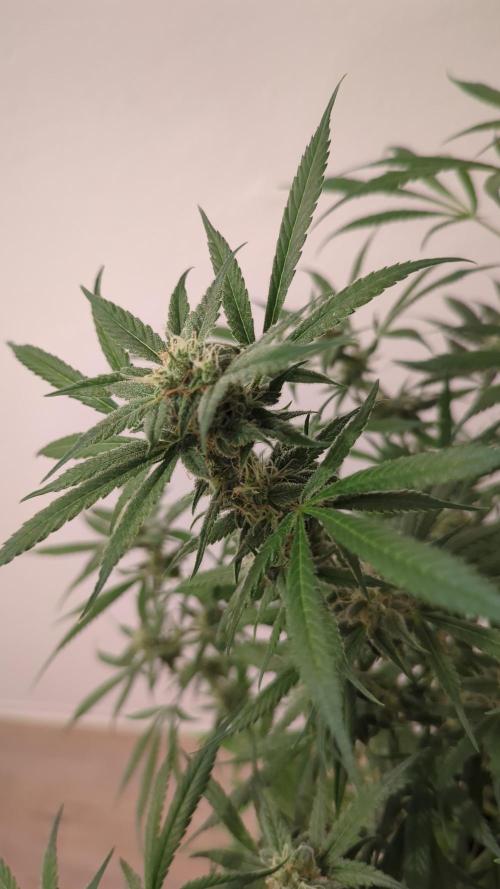 DIVINE SEEDS Auto Fractal. Week 10