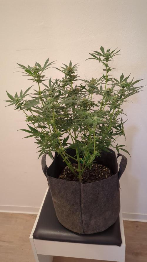 Barneys Auto mobby dick. Week 10