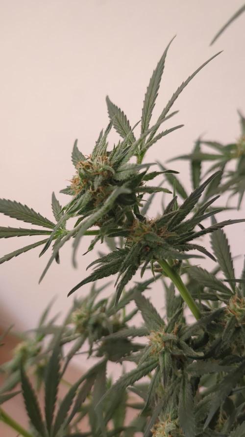 Barneys Auto mobby dick. Week 10