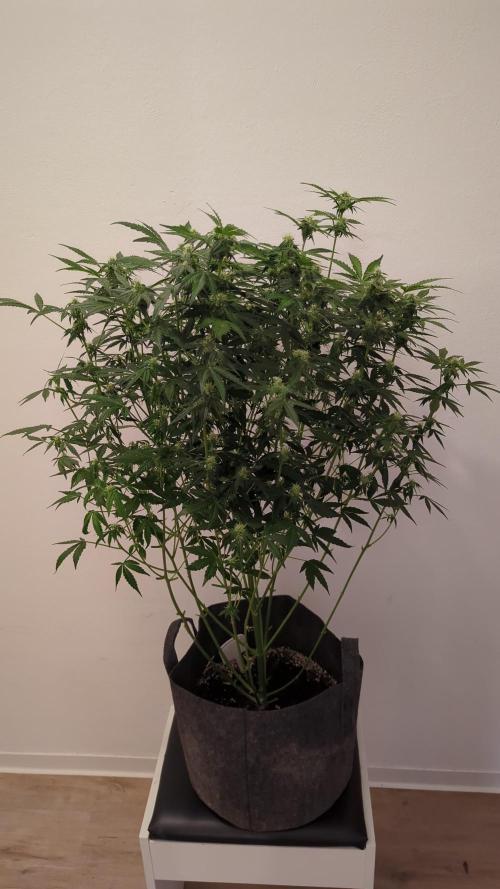 Barneys Auto Mimosa. Week 10