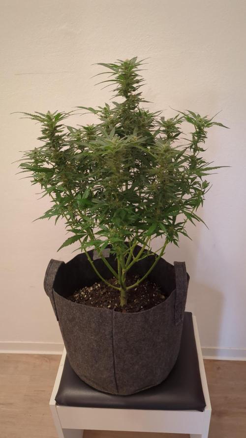 Zamnesia Trainwreck Automatik. Week 10