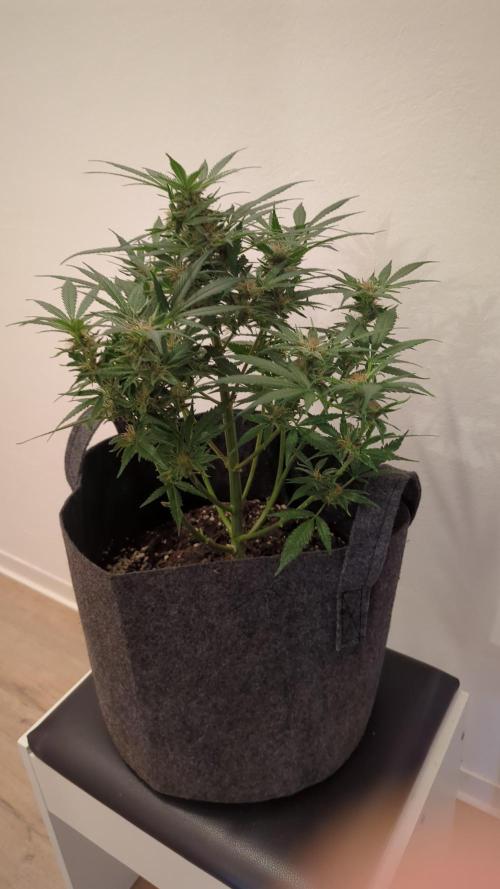 DIVINE SEEDS Auto moon rock. Week 10