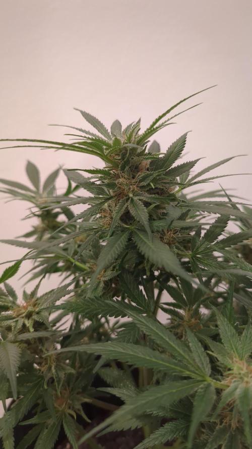 DIVINE SEEDS Auto moon rock. Week 10