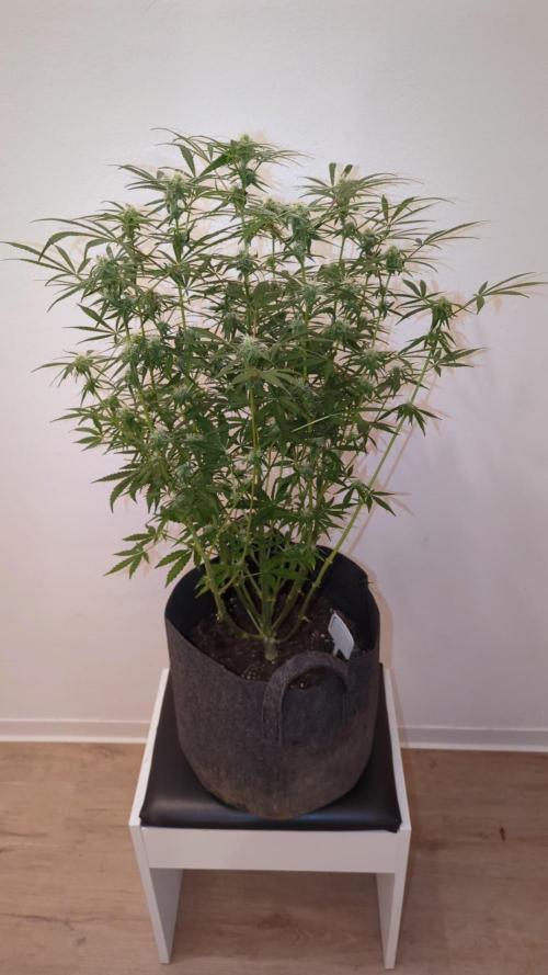 DIVINE SEEDS Auto Fractal. Week 9