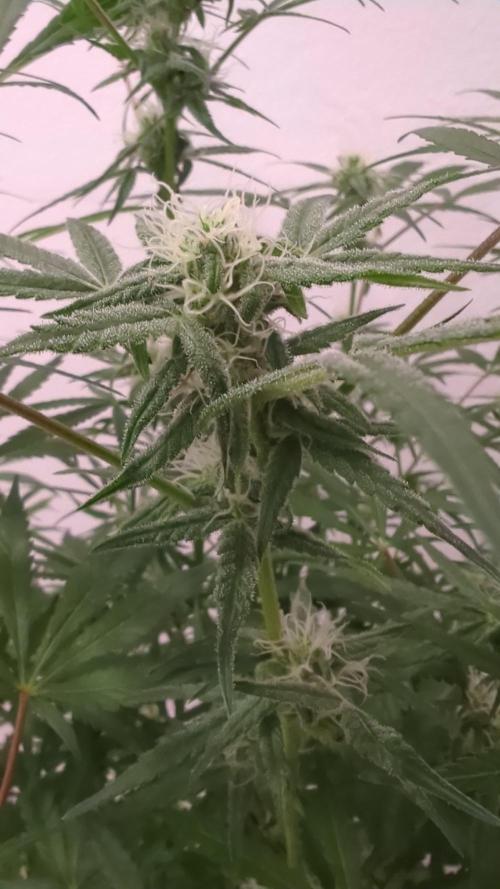 DIVINE SEEDS Auto Fractal. Week 9