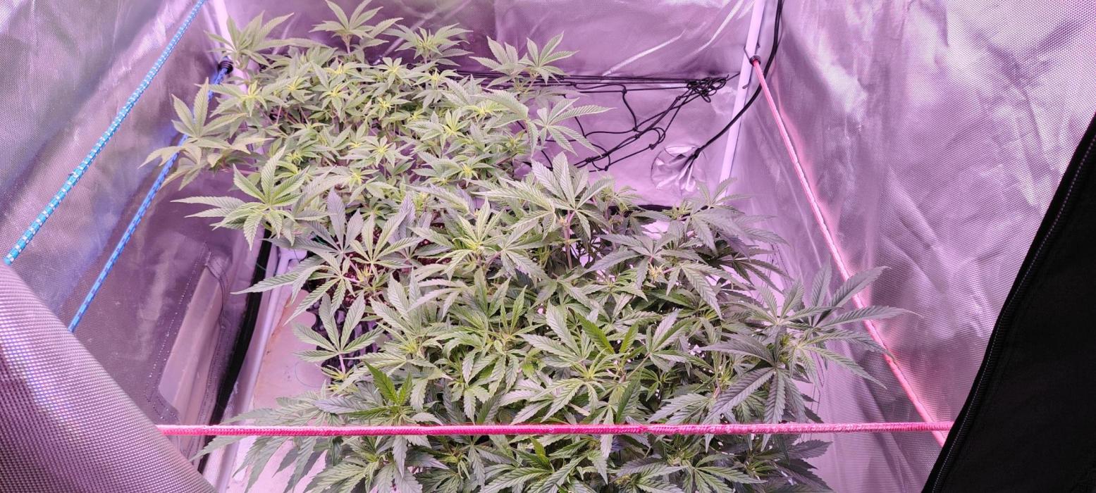 Rainbow Melon *-*. Week 10