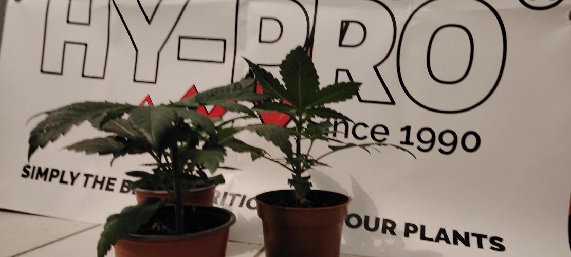 DOS Si DOS 33. Week 4