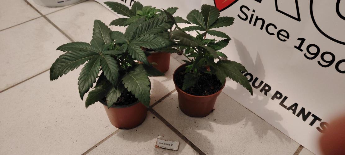 DOS Si DOS 33. Week 4