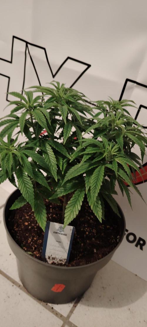 Zamnesia Grease Monkey. Week 8