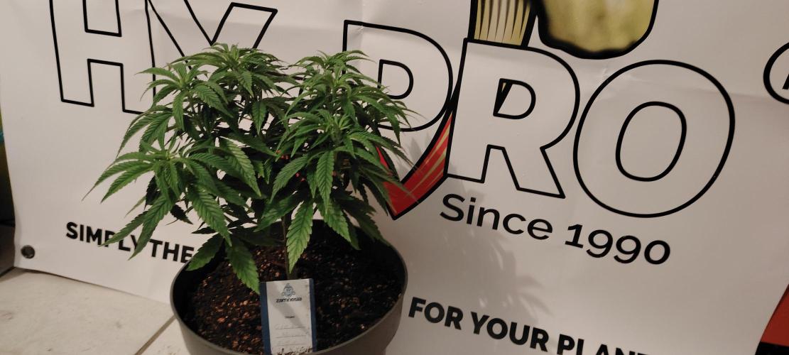 Zamnesia Grease Monkey. Week 8