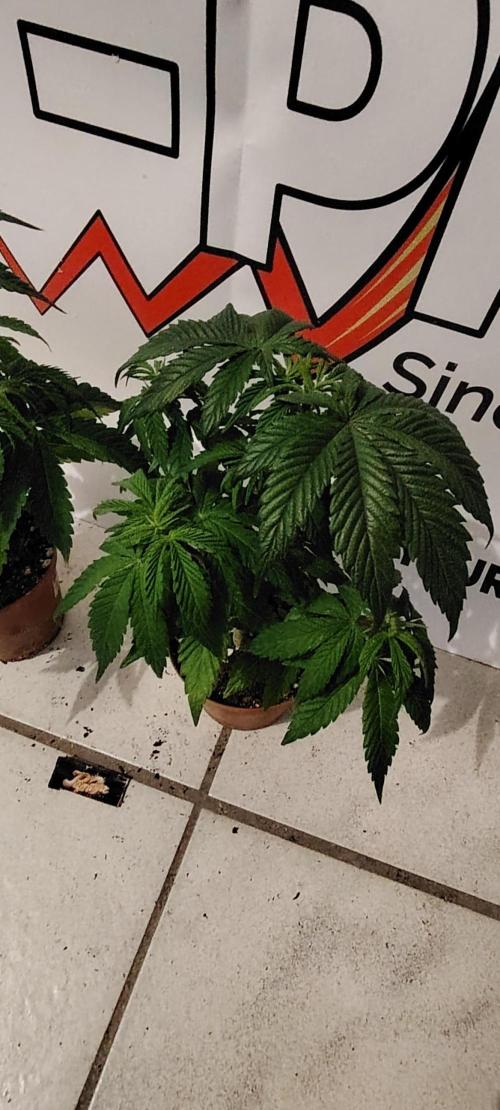 Papaya Frosting. Week 5