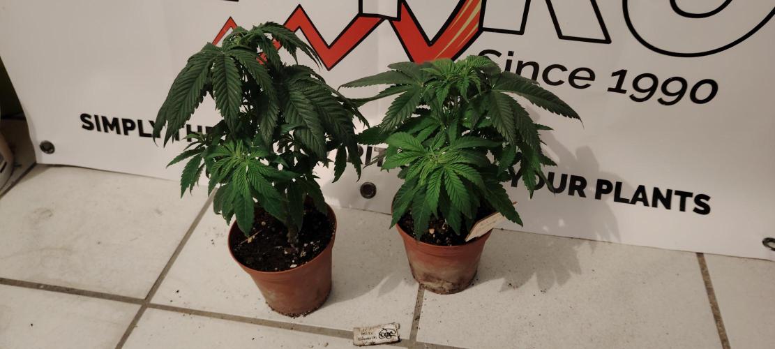 RS 11 X Banana OG. Week 5