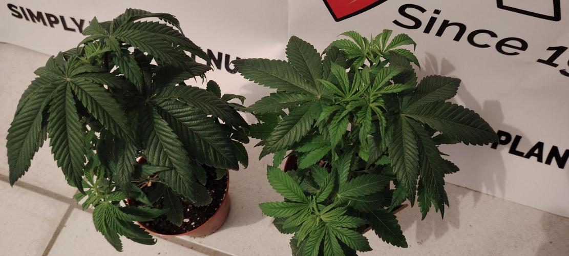 RS 11 X Banana OG. Week 5