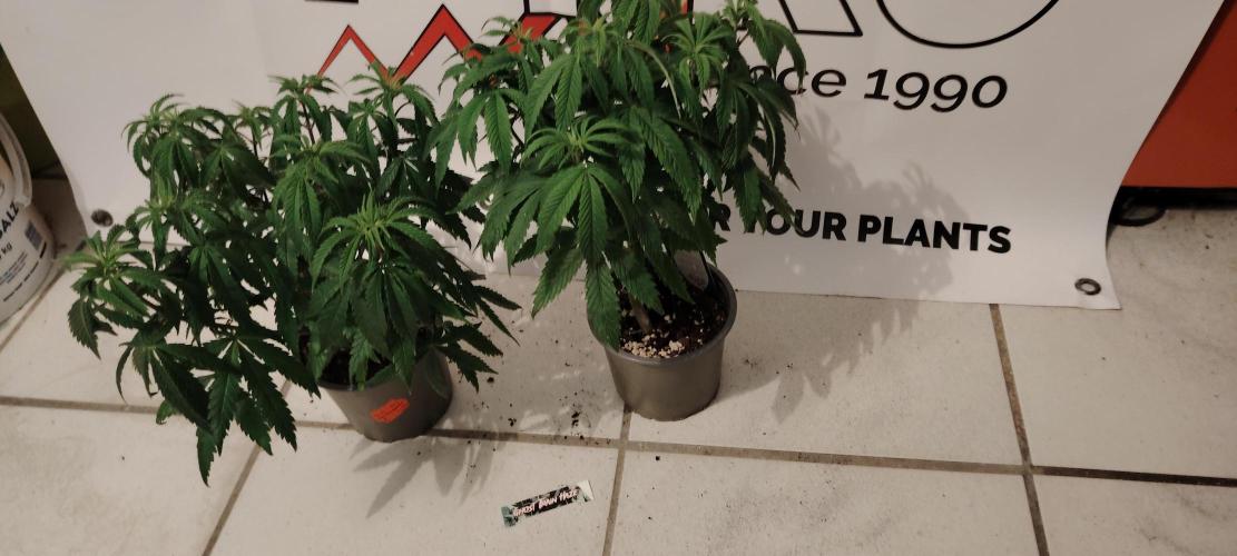 Zamnesia Ghost Train Haze *_*. Week 8