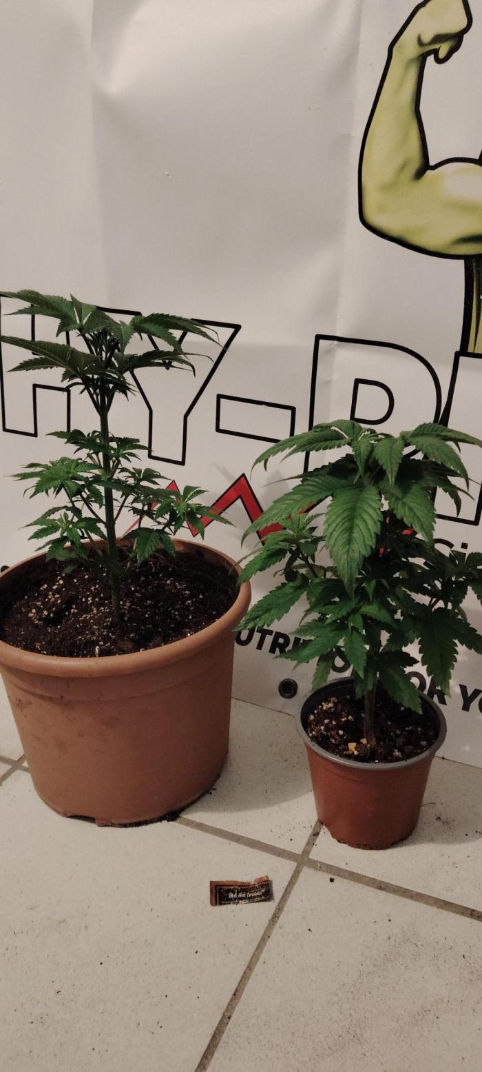 Red Hot Cookies. Week 5