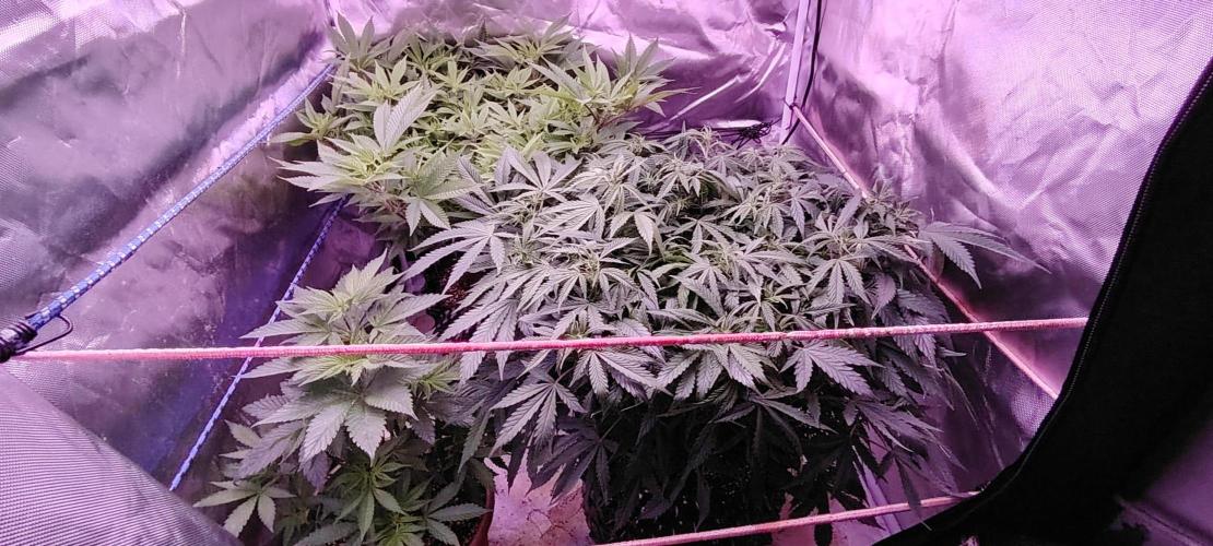 Rainbow Melon *-*. Week 11