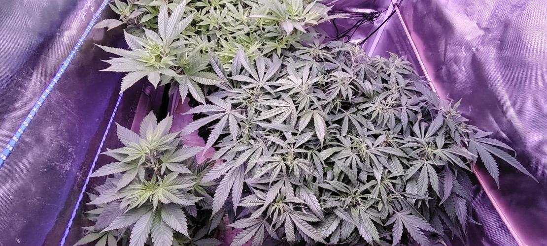 Rainbow Melon *-*. Week 11